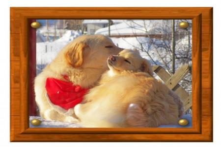 mes labradors